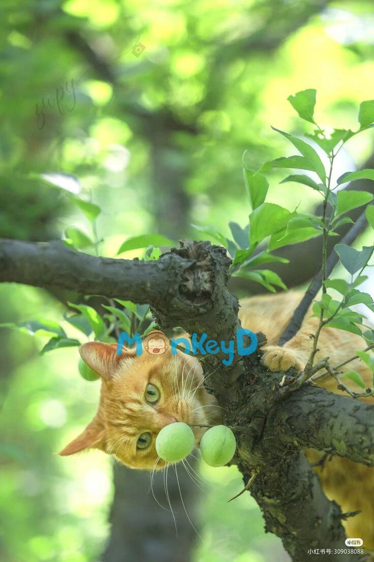 Mỗi Ngày Đều Nghe Thấy Tiếng Lòng Của Ông Chồng Lạnh Lùng