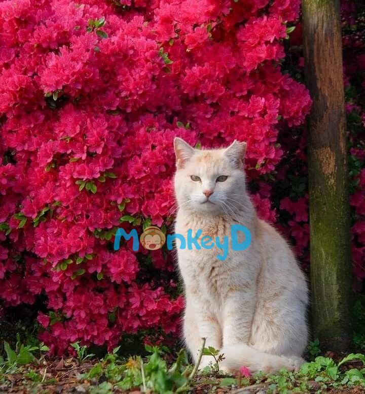 Sau Khi Đạp Xe Đâm Ngã Crush, Tôi Vô Tình Chạm Vào Cơ Bụng Của Anh Ấy