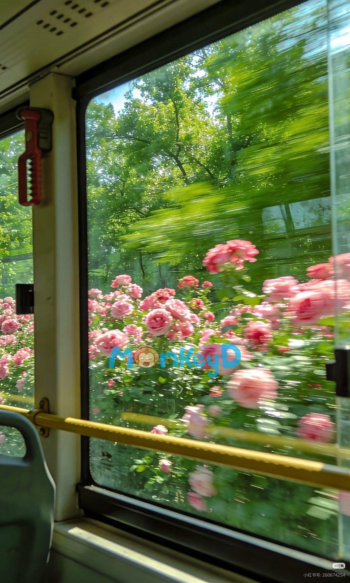 Sơn Chi Lạc Giữa Mùa Hạ