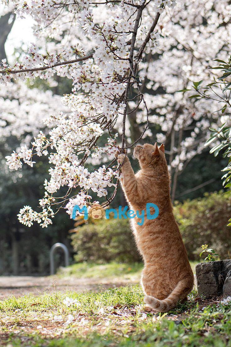 Ta Xuyên Thành Bạch Nguyệt Quang Của Thiếu Niên Âm Trầm