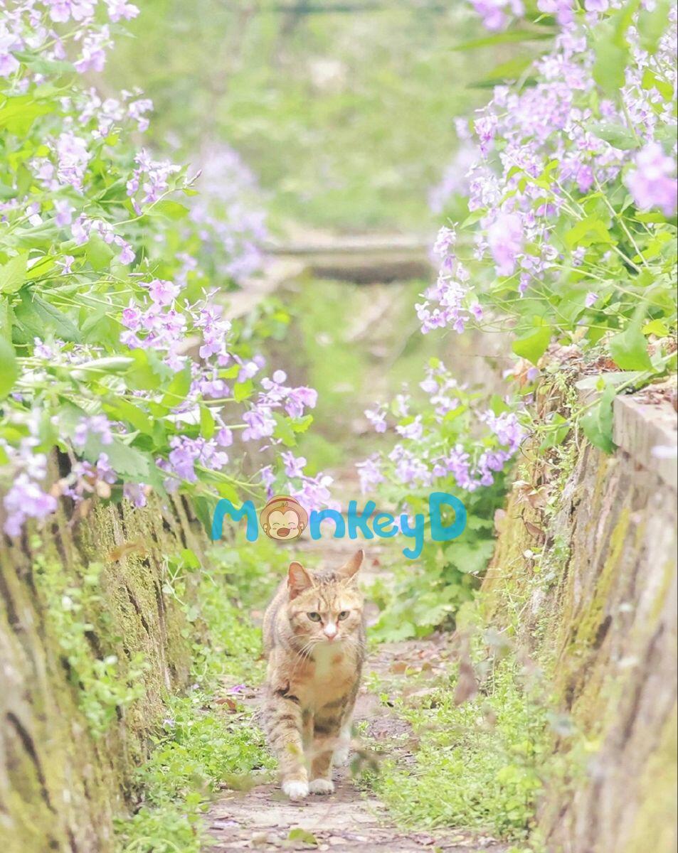 Thân Là Tu Sĩ Hợp Hoan Tông, Ta Lại Bị Linh Sủng "Ăn Thịt".