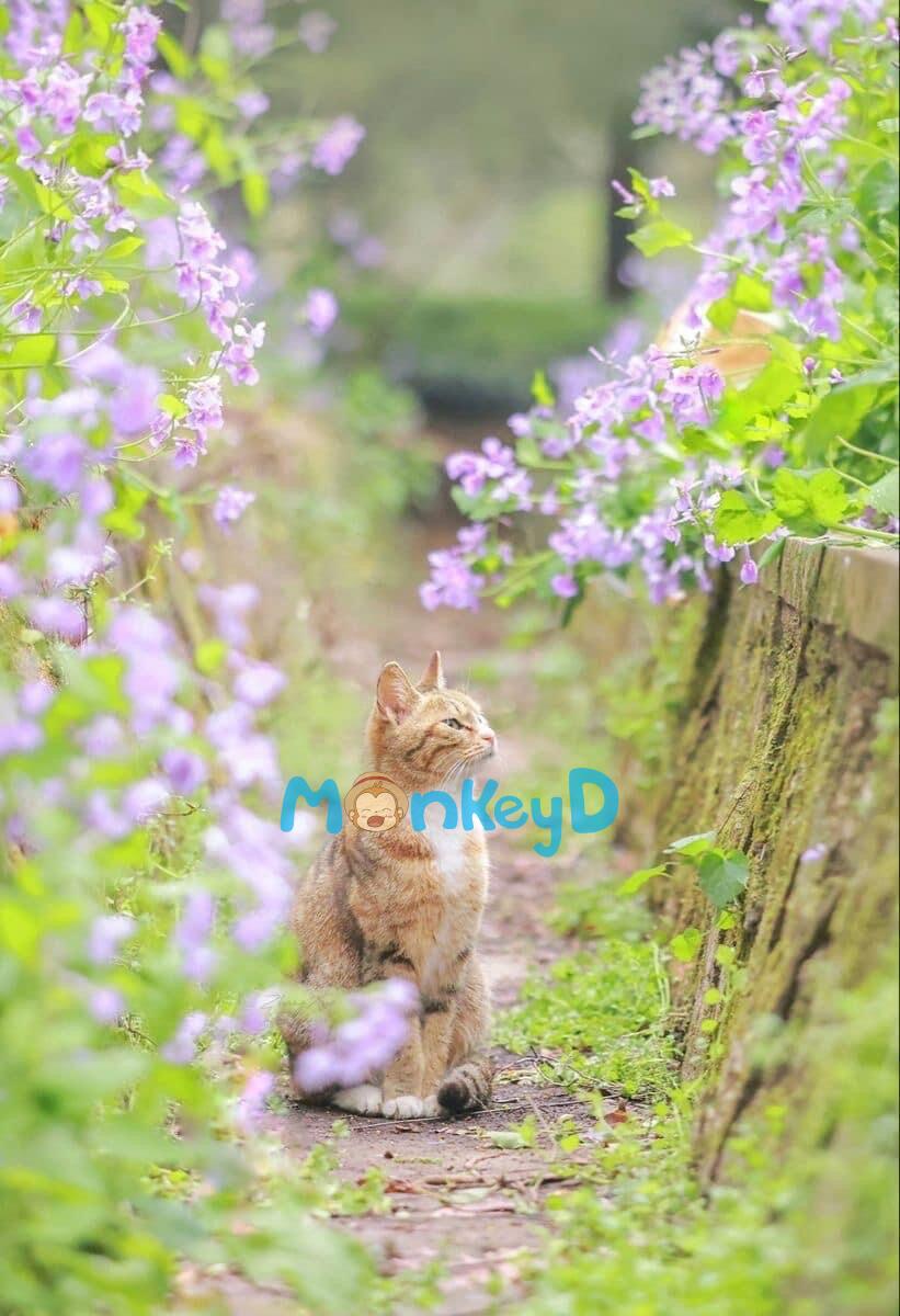 Tình Cờ Gặp Lại Đối Tượng Thầm Mến Thời Cấp Ba