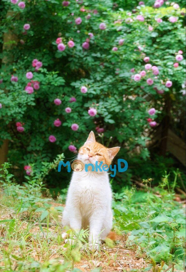 Tôi Là Nữ Phụ Độc Ác, Nhưng Tôi Quyết Định Buông Xuôi