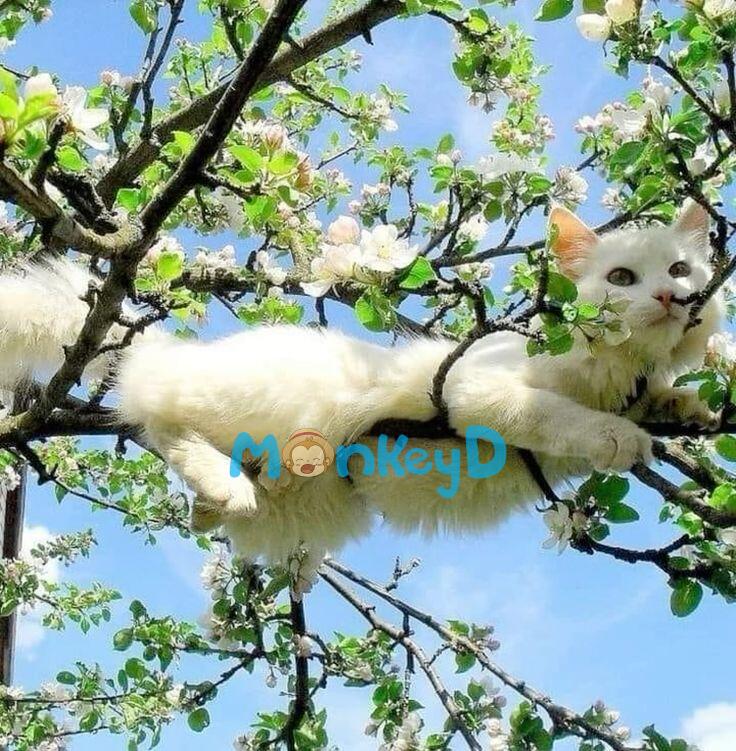 Xuyên Thành Bạn Thân Của Nữ Phụ Độc Ác